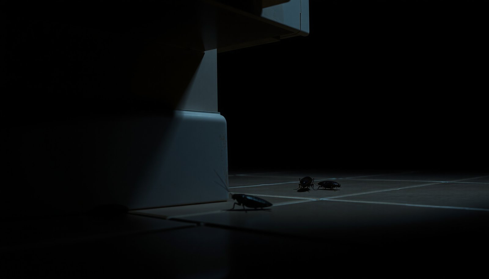 How to Identify Cockroach Species in Your Home: 6 Common Types
