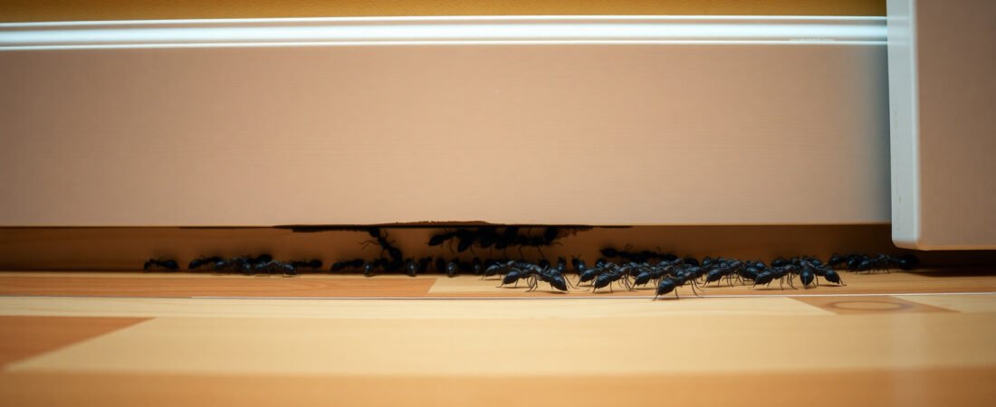 How to Get Rid of Ants in the Wall Without an Exterminator