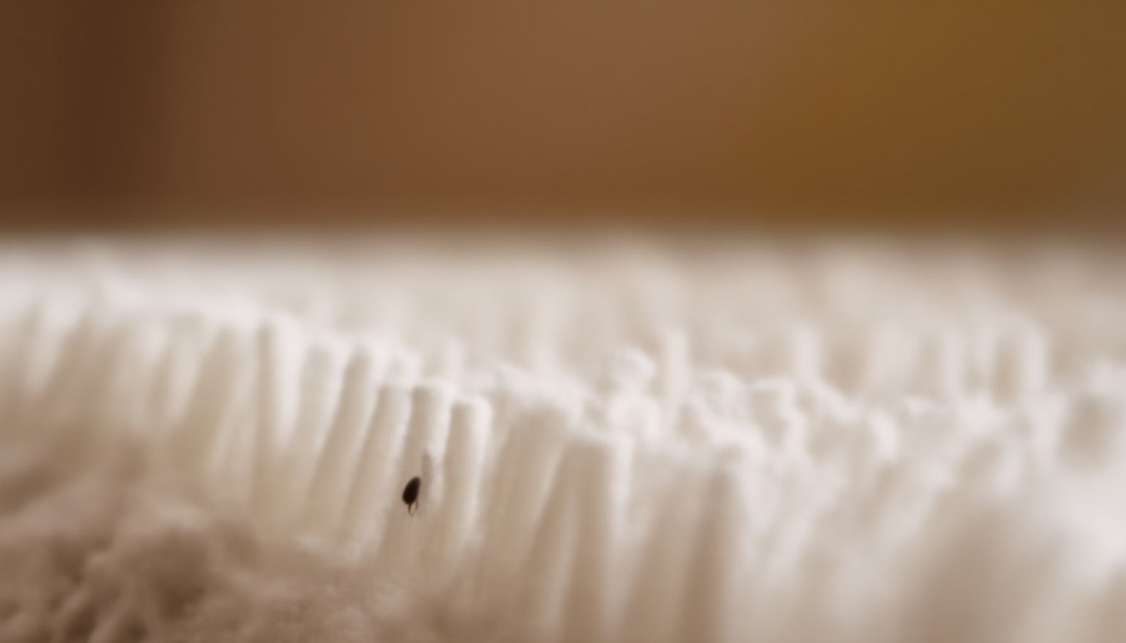 get rid of fleas in carpet without a fogger close-up view