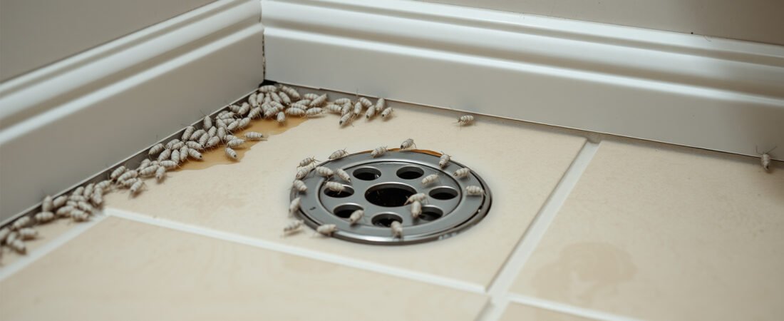 How to Get Rid of Springtails in Bathroom and Basement