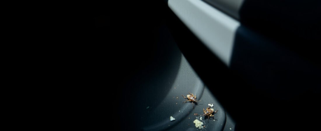 How to Get Rid of Roaches in Car: Step-by-Step Guide