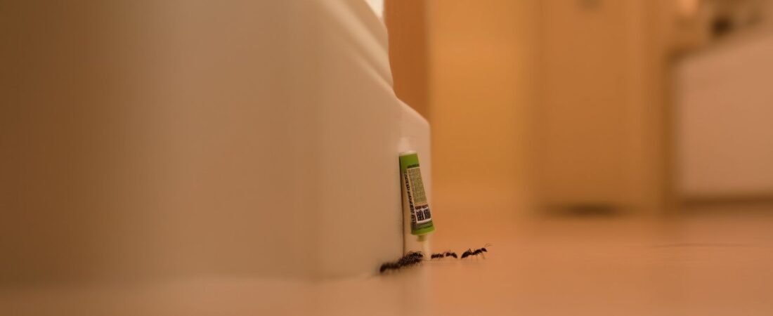 Best Ant Killer Gels for Hard-to-Reach Cracks