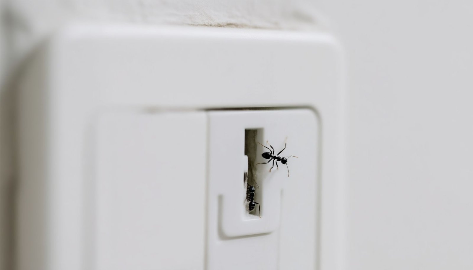 ants coming through electrical outlets close-up view