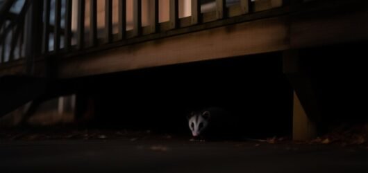 How to Get Rid of Opossums Under a Deck or Crawl Space