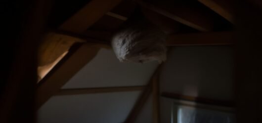 How to Get Rid of Wasps in the Attic Without Chemicals