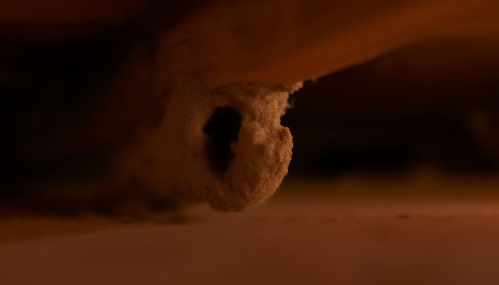 termites in crawl space close-up view