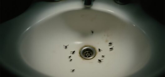 Are Drain Flies Dangerous to Human Health?