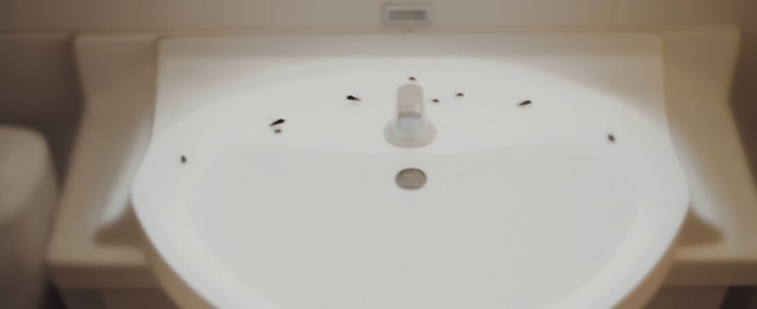 What Are the Bugs Coming Out of My Drain?