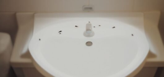 What Are the Bugs Coming Out of My Drain?