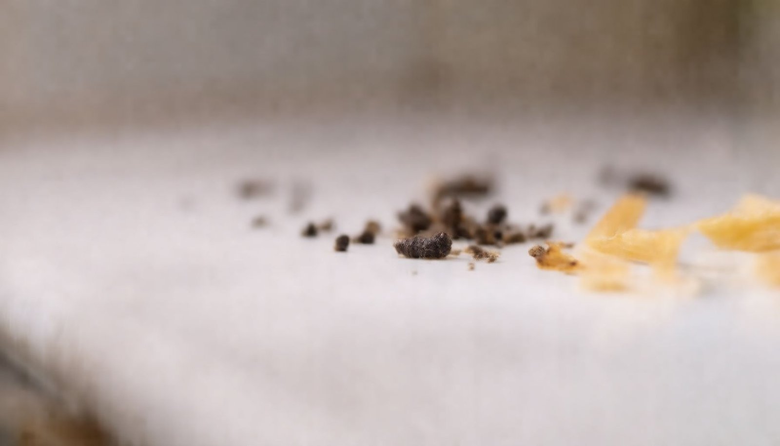 mice and rats spread salmonella close-up view