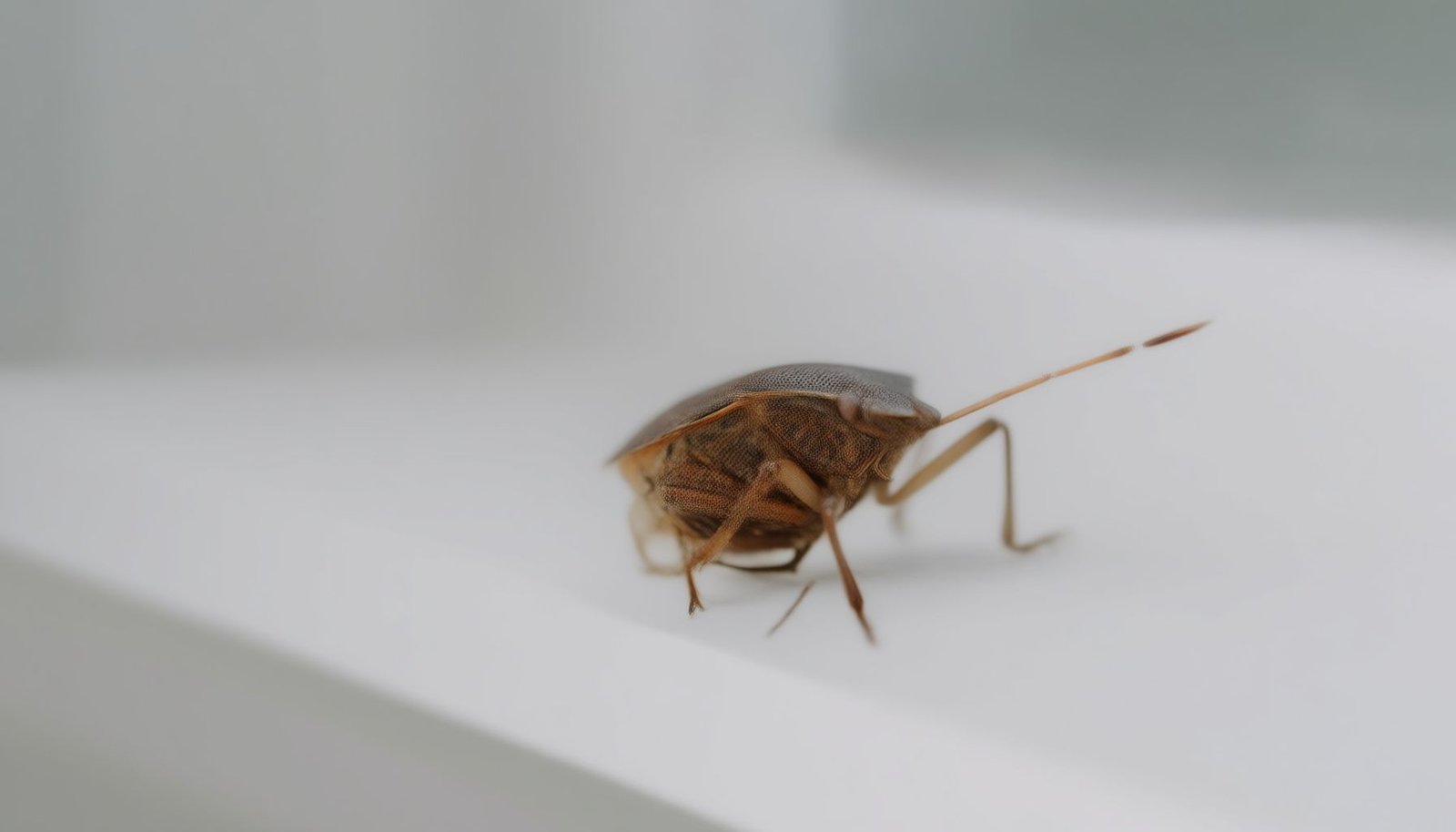 stink bug odor health effects close-up view