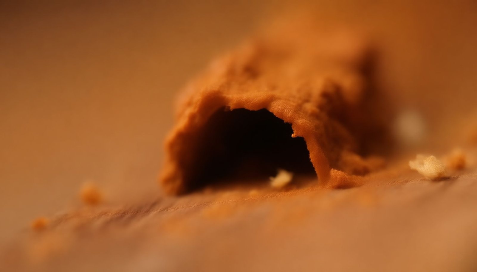 early signs of termites close-up view